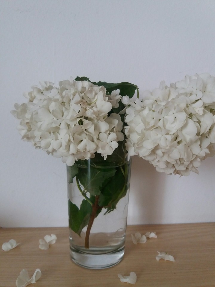 Snowball flower