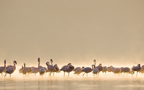 flaminggo