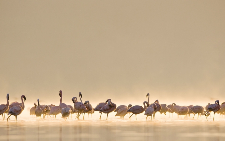 flaminggo
