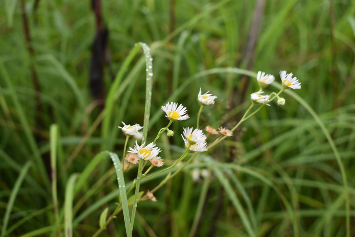 Some Wild Flowers