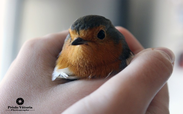 a small special friend