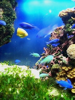 colorful fish