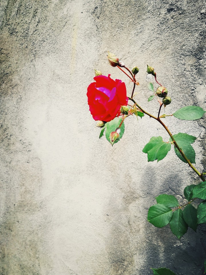 rose