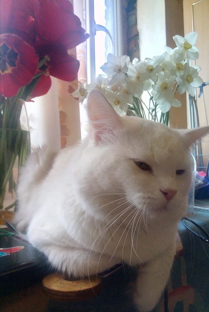 котяра