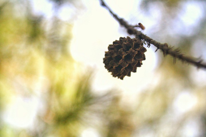 Tree Seed
