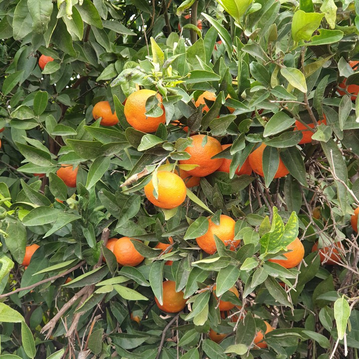 Winter Fruit