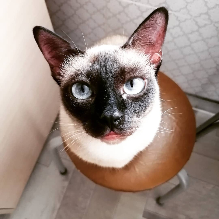 Кошка