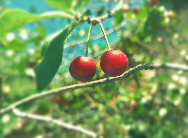Cherry