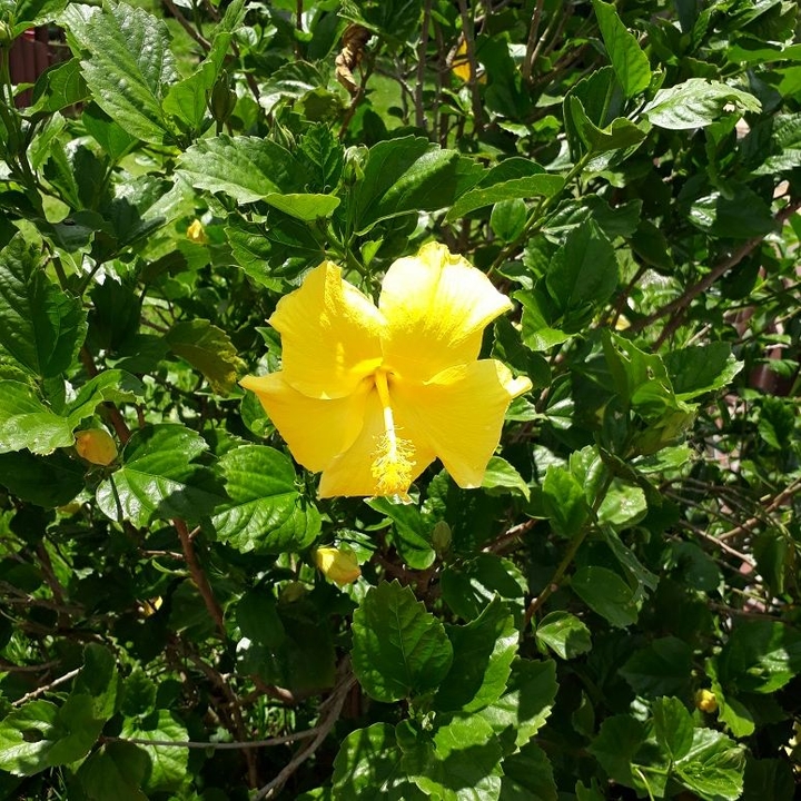Hibisco Amarelo