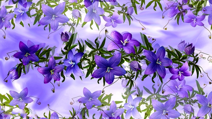 campanula