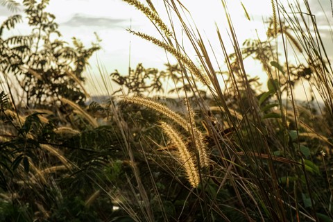 sunset reed