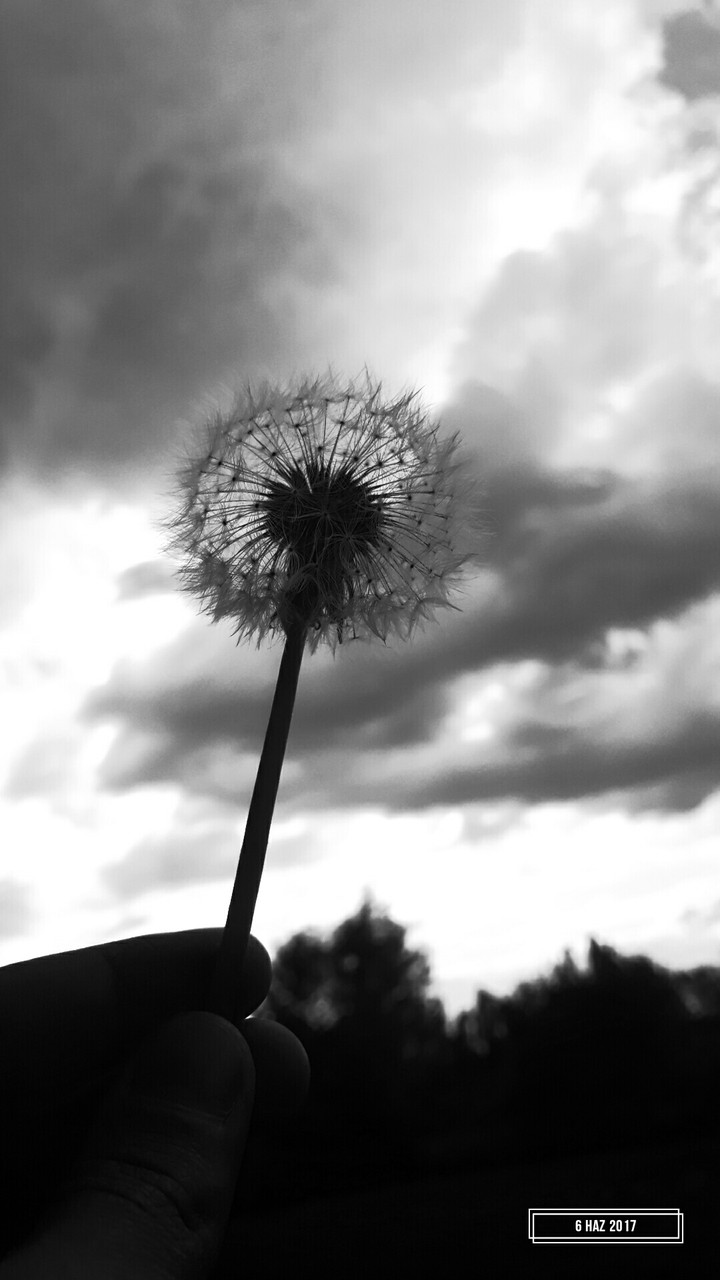 danelion