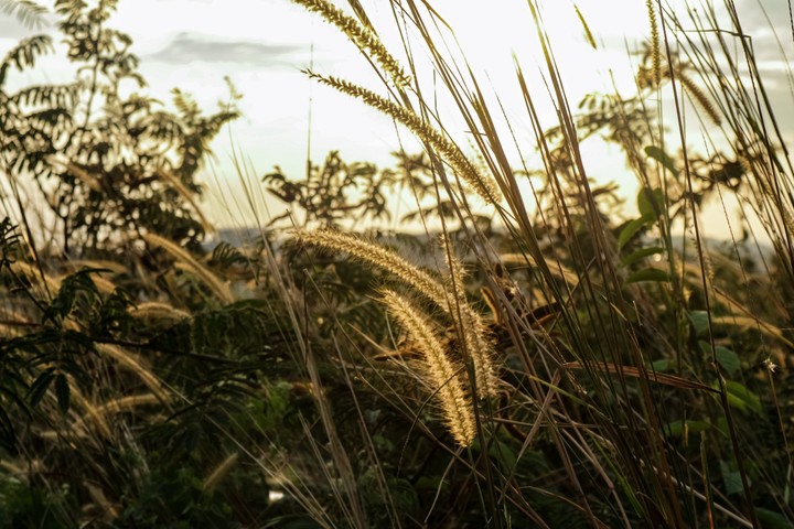 sunset reed