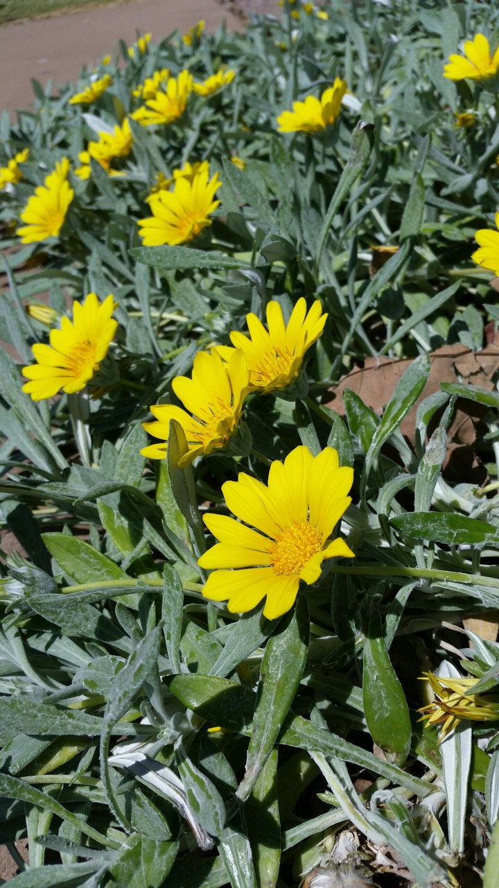 daisy