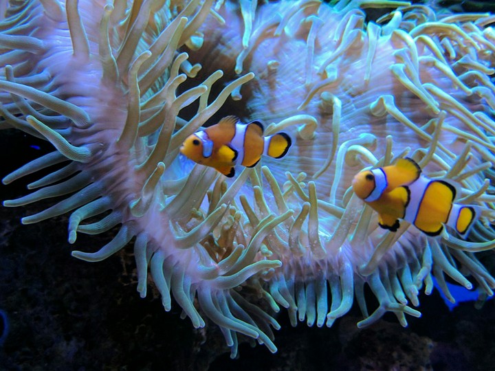 Fish
