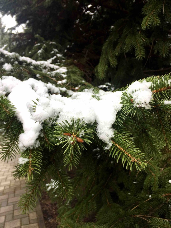 fit-tree