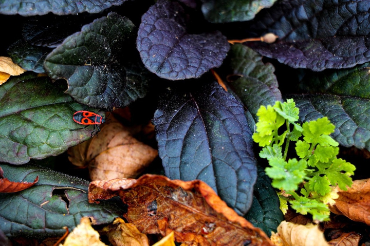 autumn
