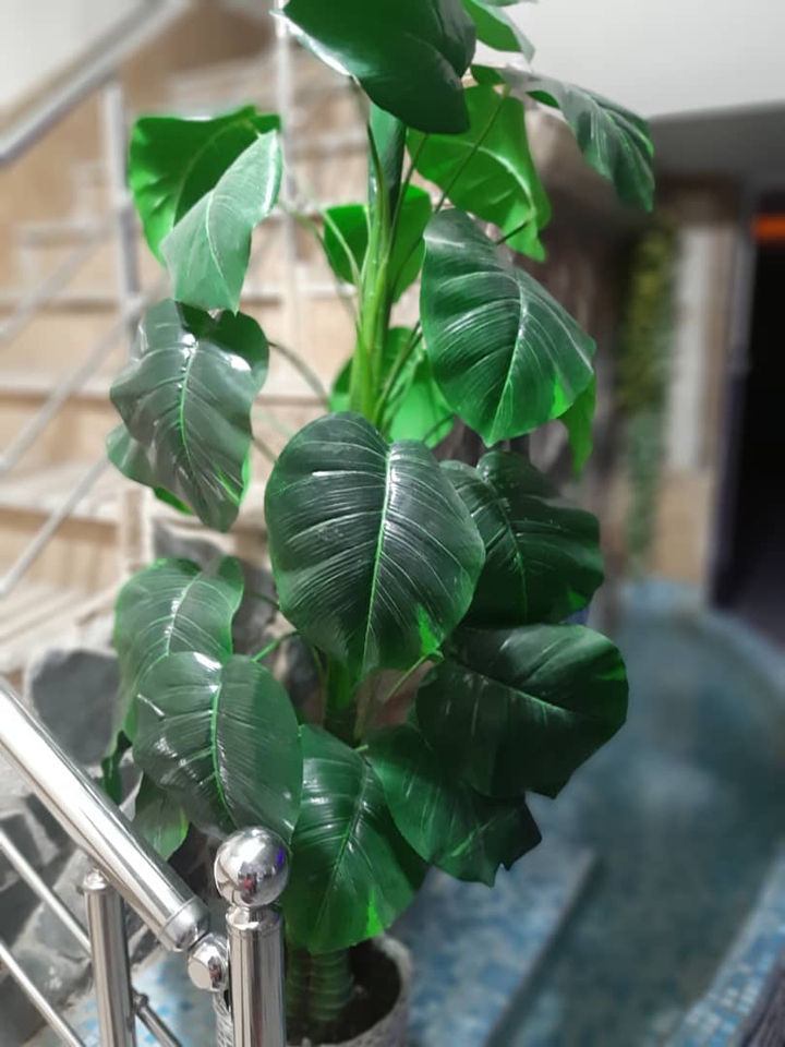 leaves