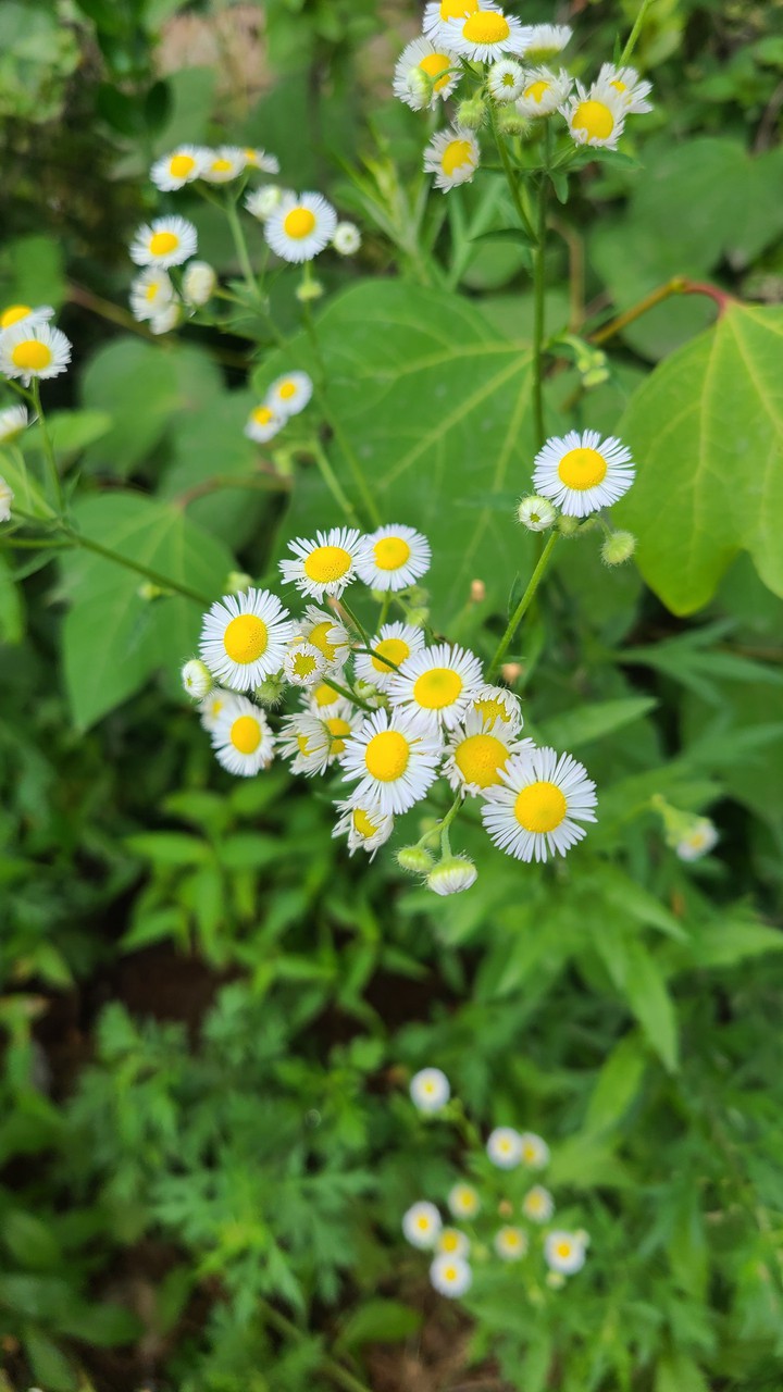 daisy fleabane