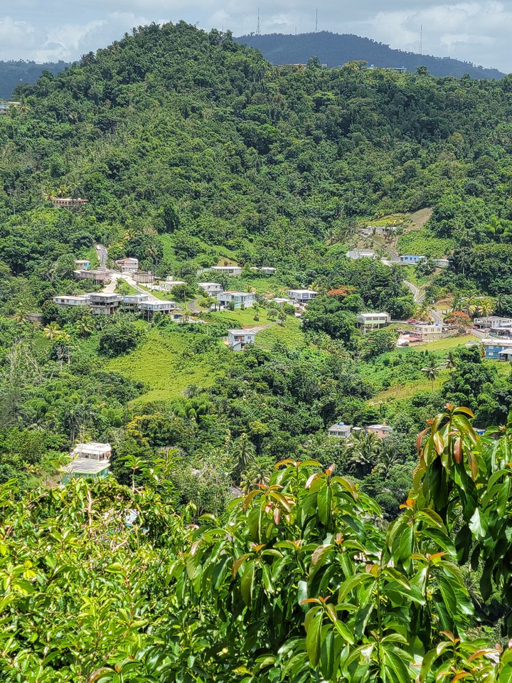 verde verde