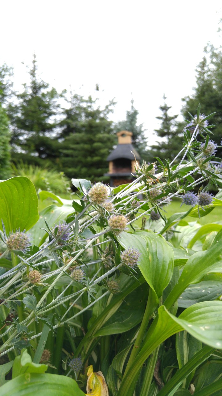 Close encounter with plants