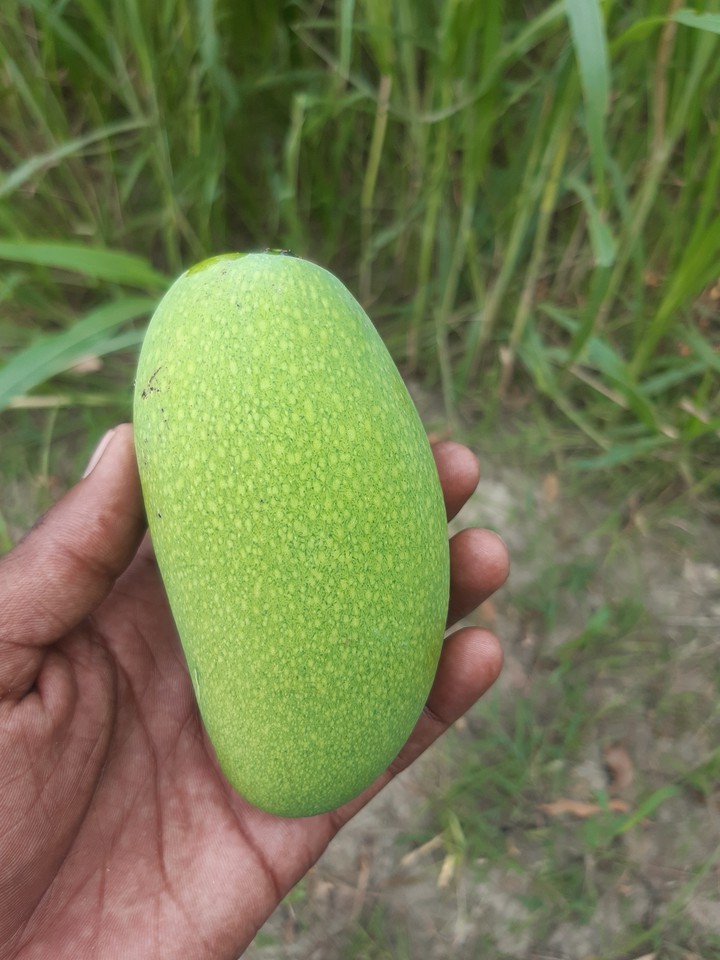 Mango