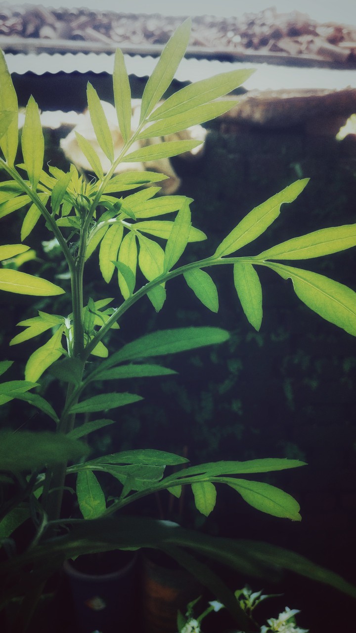 Nature wallpapers