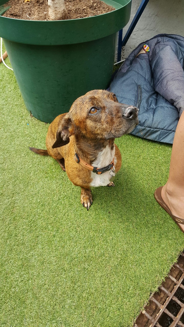 Dog