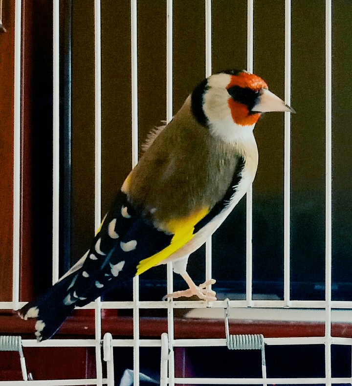 مقنين