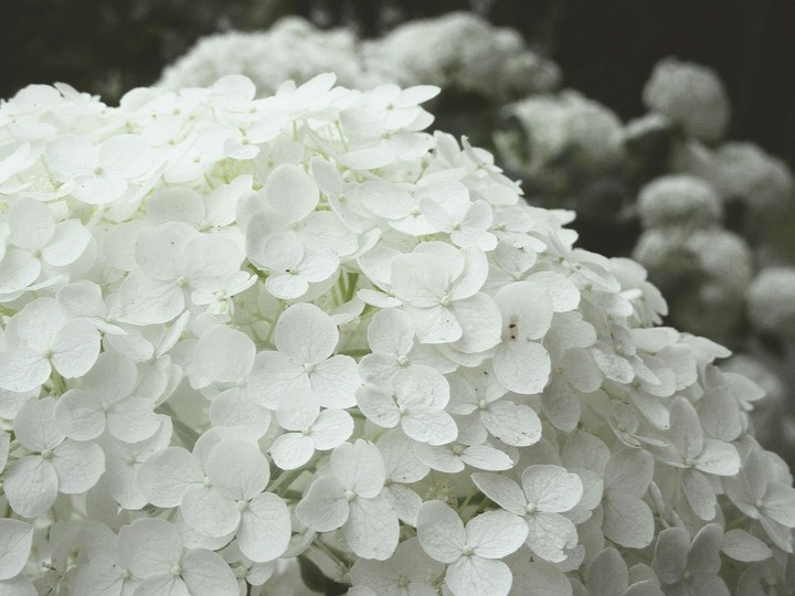 hydrangea