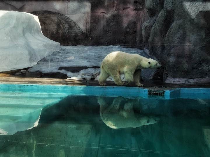 bear
