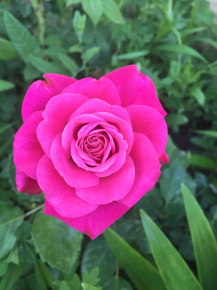 Small rose