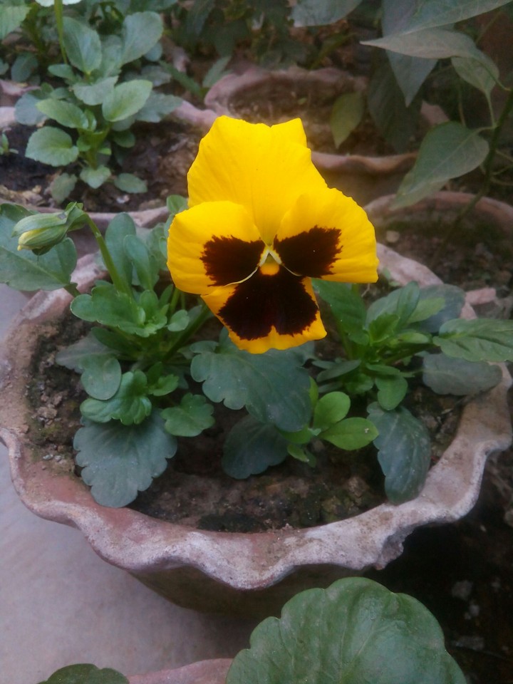 beautiful spring