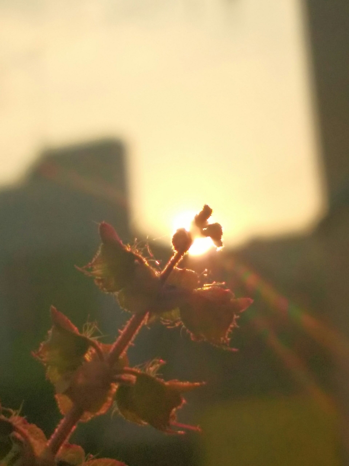 tulsi