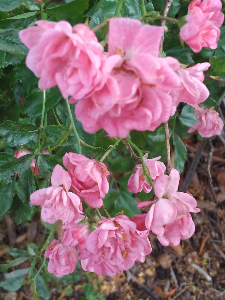pink roses