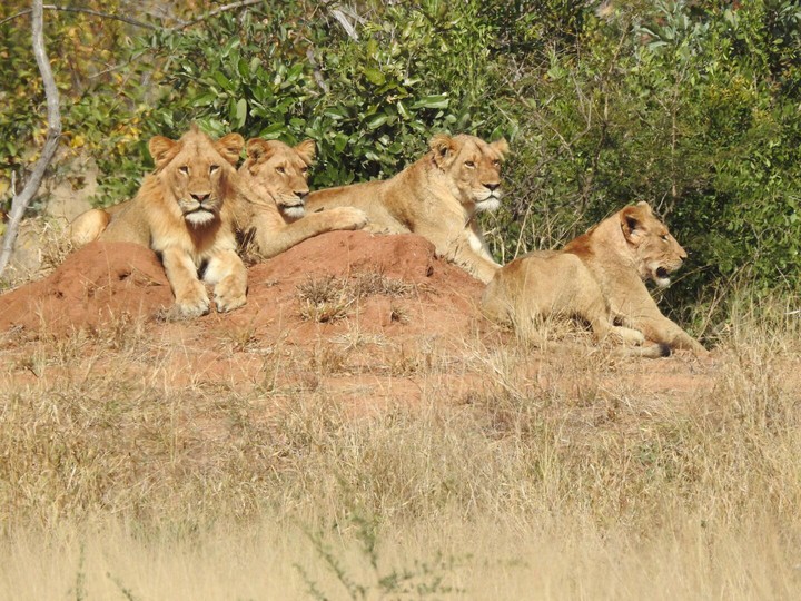 lying lions