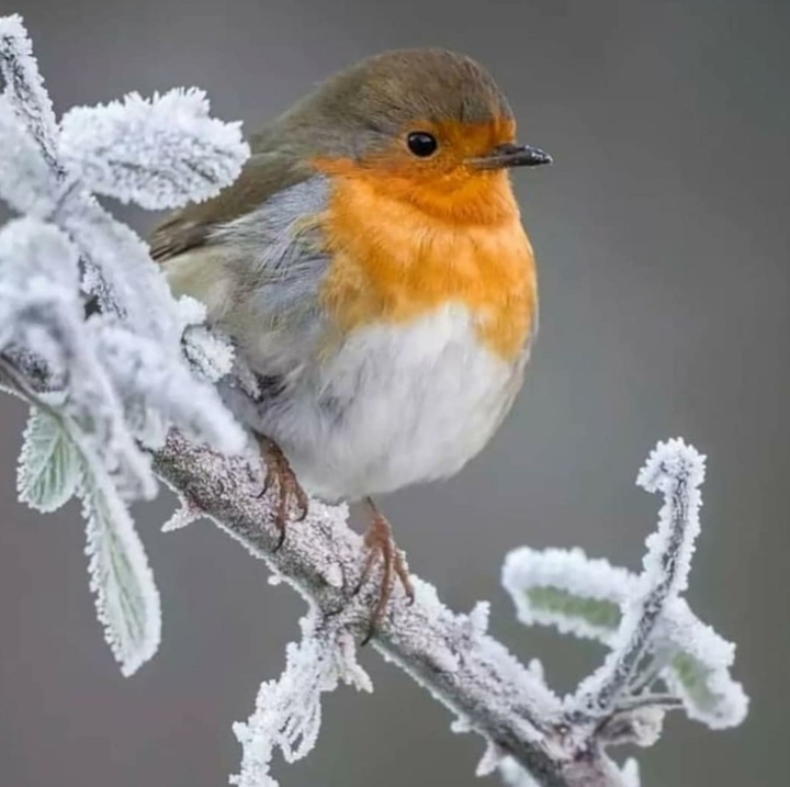 bird