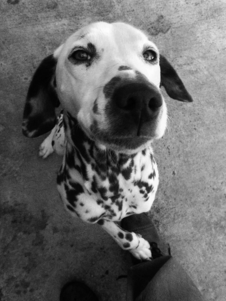 my dog