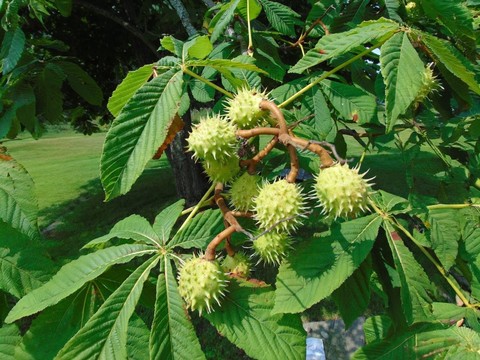 sfondi Chestnut, produce
