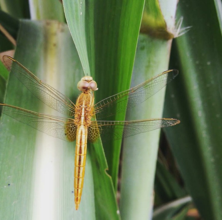 Dragonfly