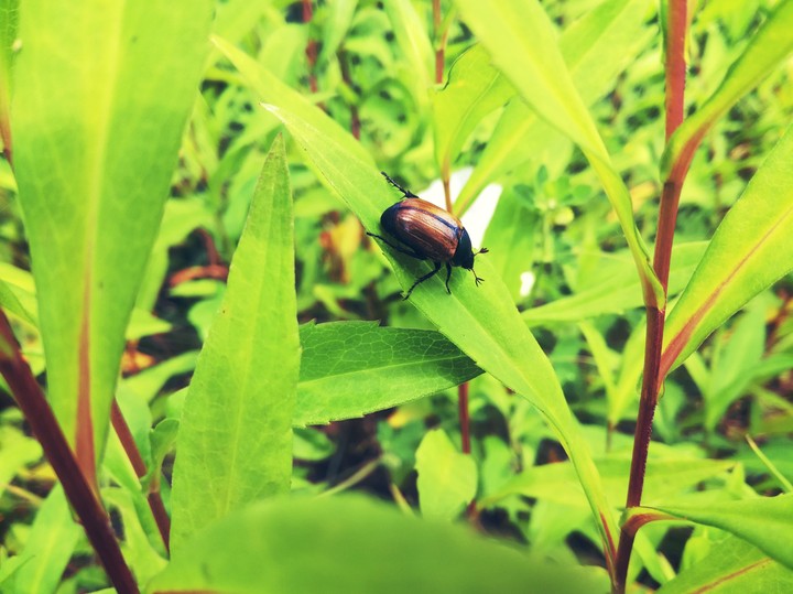 Bug
