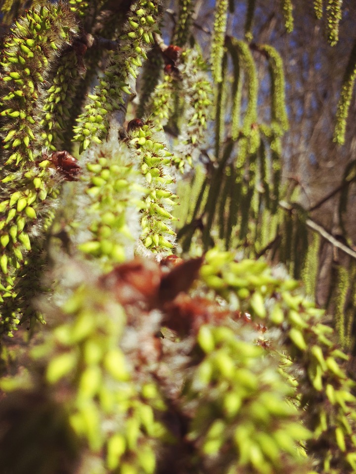 blossoms