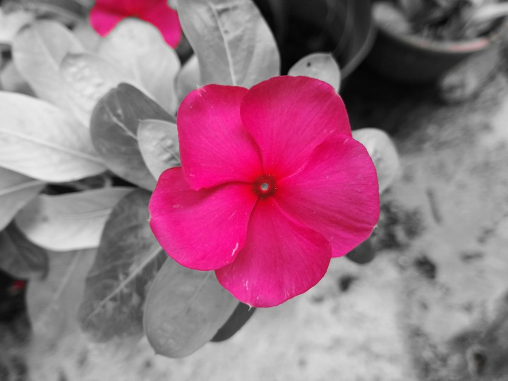 flower