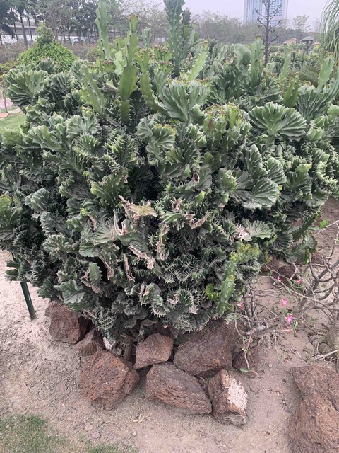 cactus green
