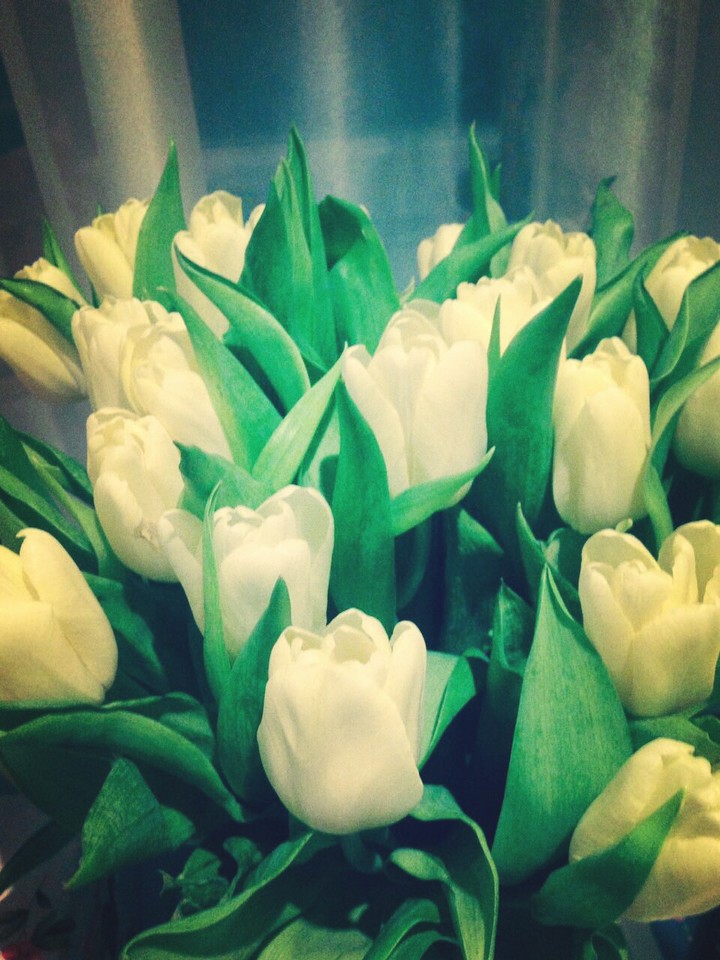 Tulips