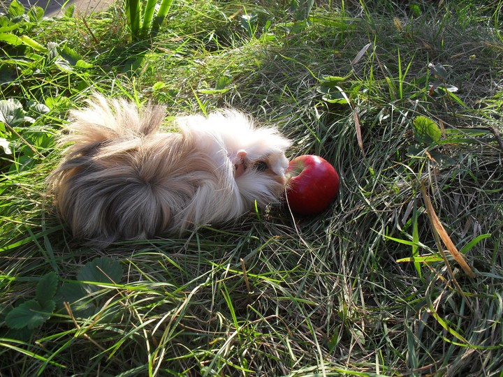 Guinea pig