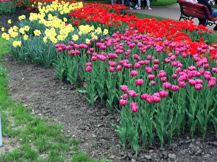 Flowers