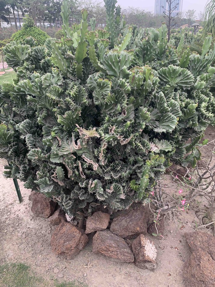 cactus green