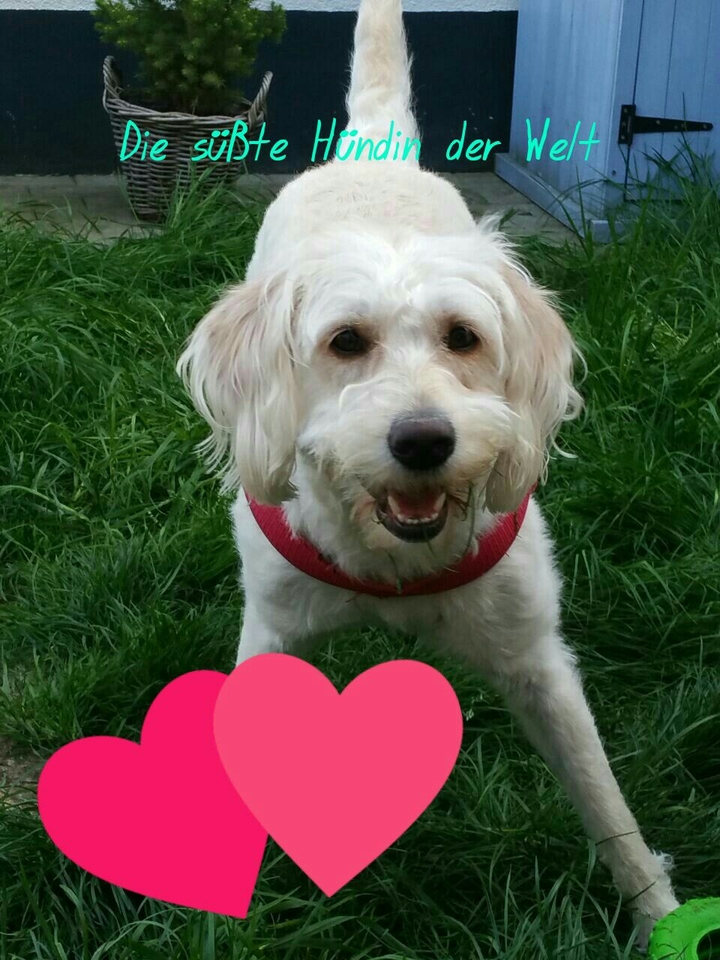 Die süßte Hündin der Welt
