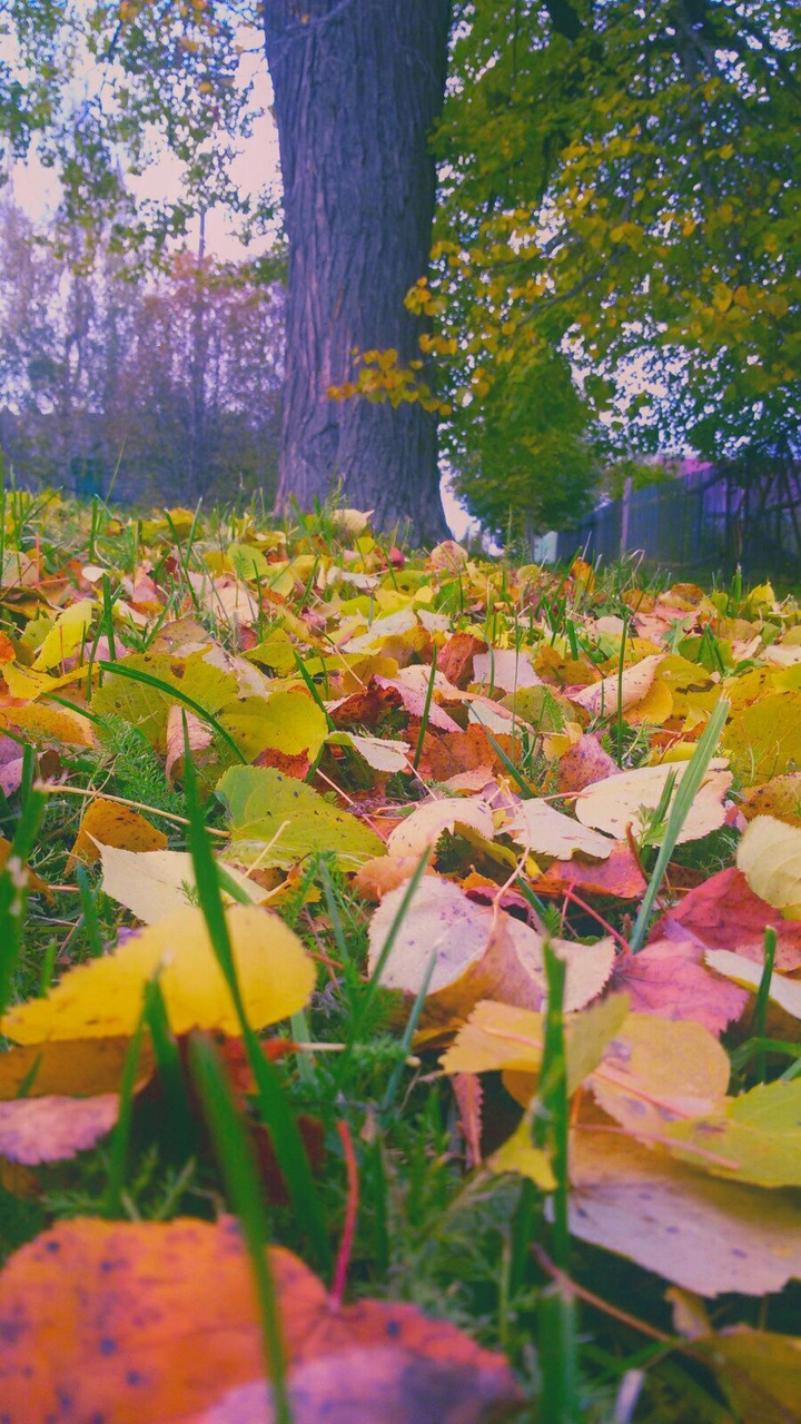 Pile of leaves 